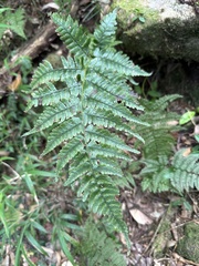 Athyrium arisanense