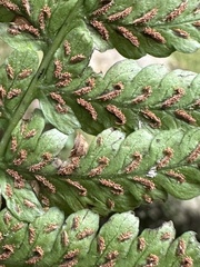 Athyrium arisanense
