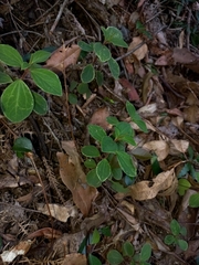 Peperomia leptostachya