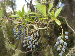Berberis laurina