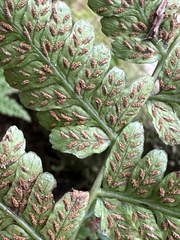Athyrium arisanense