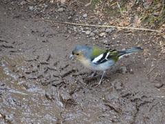 Fringilla coelebs maderensis