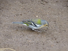 Fringilla coelebs maderensis