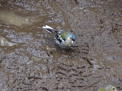 Fringilla coelebs maderensis