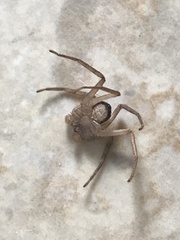 Selenops submaculosus