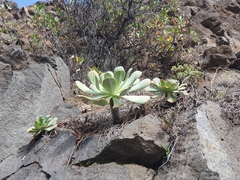 Aeonium