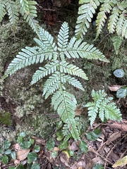 Dryopteris formosana