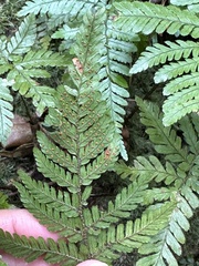 Dryopteris formosana