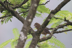 Carpodacus vinaceus