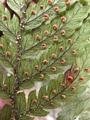 Dryopteris formosana