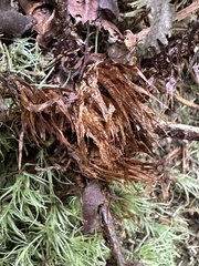 Dryopteris formosana