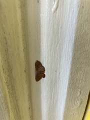 Leptostales pannaria