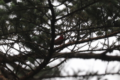 Carpodacus vinaceus