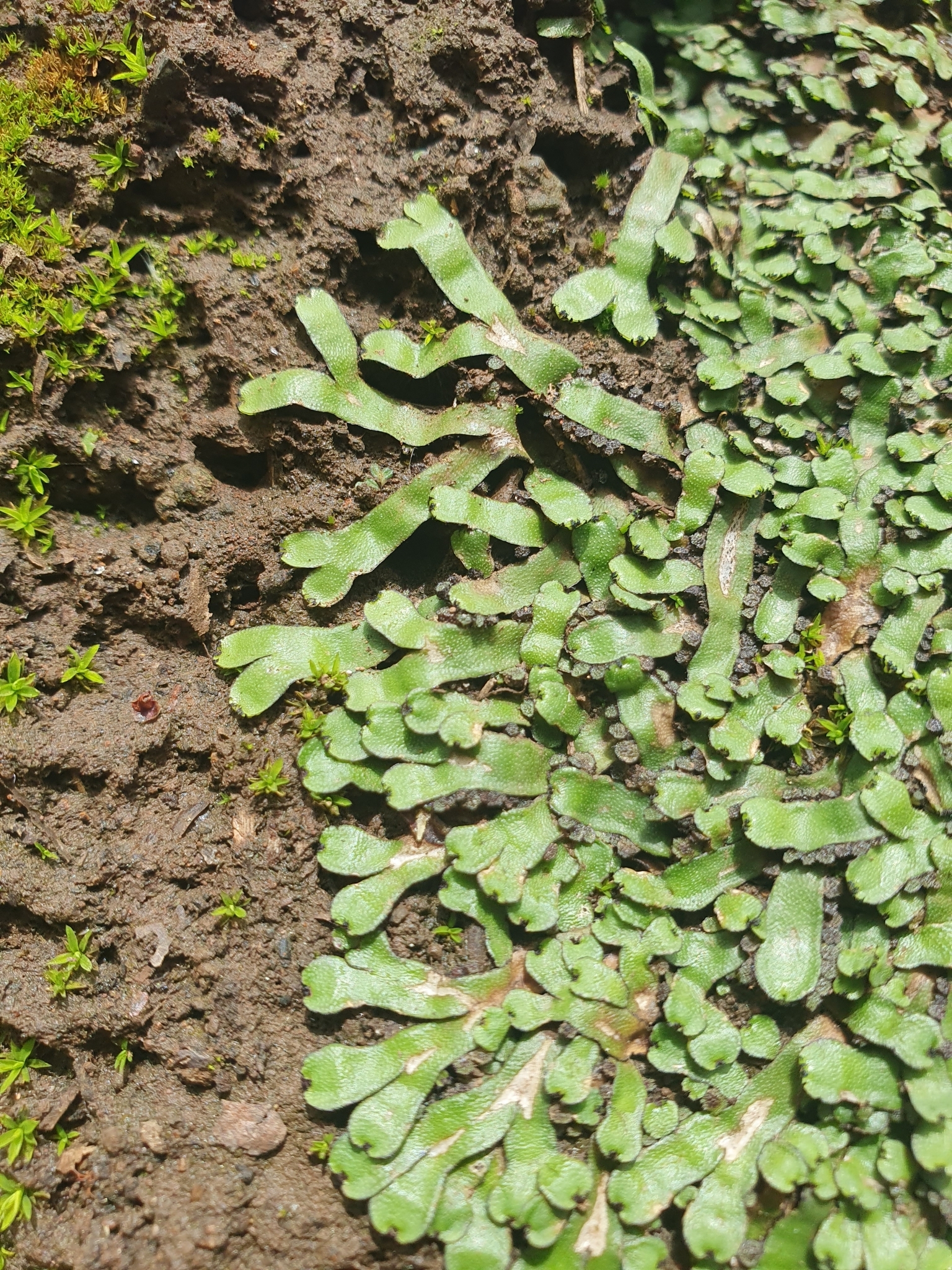 Targionia hypophylla