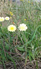 Andryala integrifolia