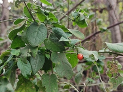 Solanum lyratum
