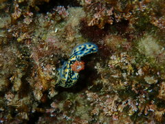 Hypselodoris infucata