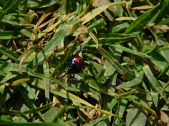 Euthyrhynchus floridanus