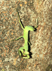 Hierodula patellifera patellifera