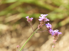 Verbena intermedia