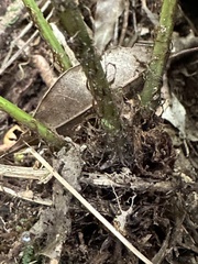 Athyrium arisanense