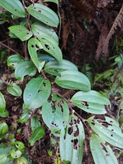 Smilax china