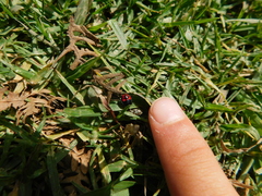 Euthyrhynchus floridanus