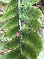 Athyrium arisanense