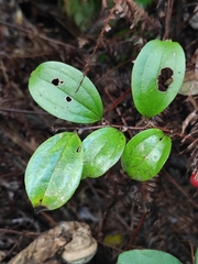 Smilax china