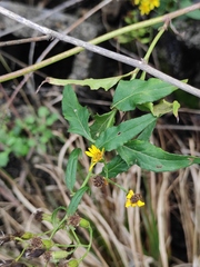 Senecio scandens