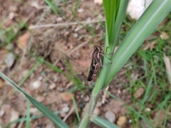 Aiolopus thalassinus