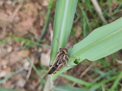 Aiolopus thalassinus