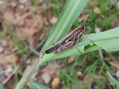 Aiolopus thalassinus