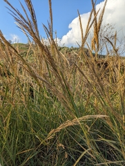 Arundo plinii