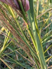 Arundo plinii