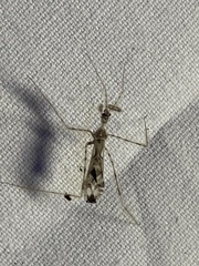 Stenolemus fraterculus