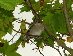 Fringilla coelebs maderensis