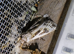 Agrotis vestigialis