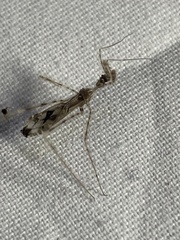 Stenolemus fraterculus