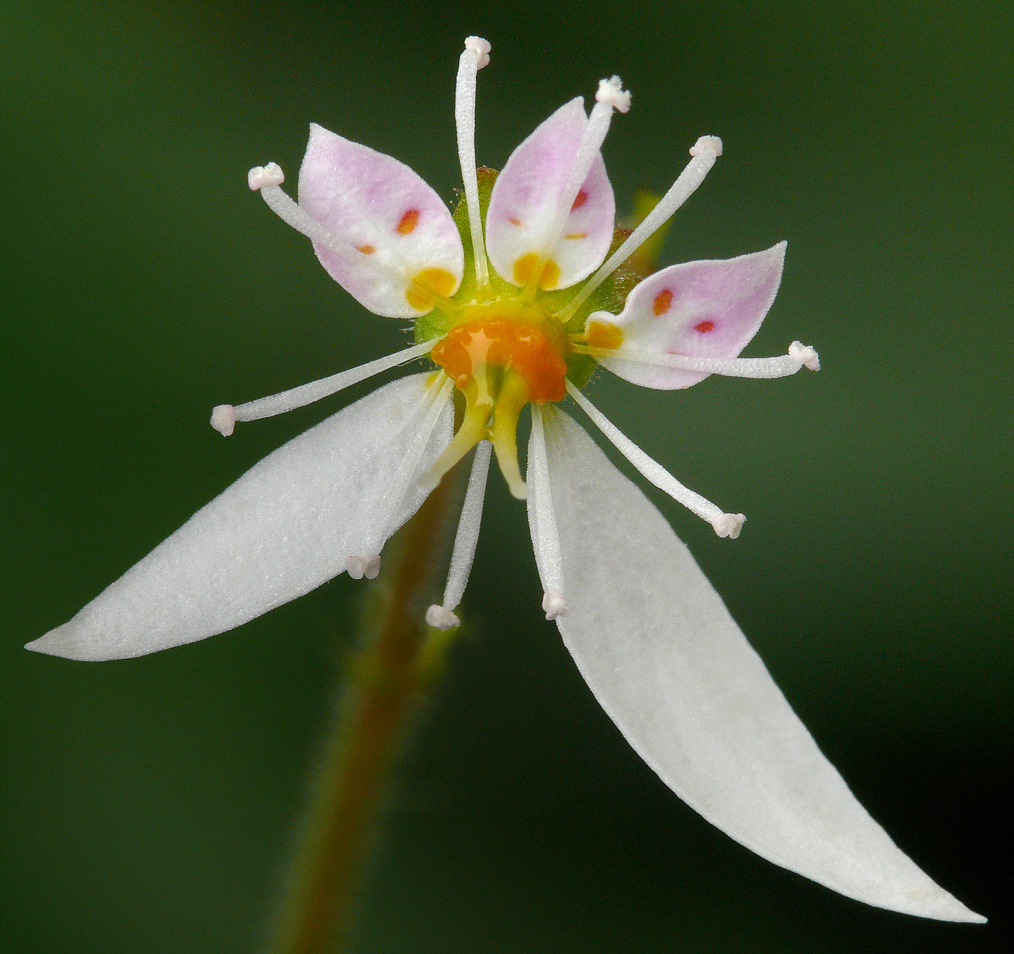 Saxifraga stolonifera