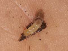 Kalotermes flavicollis