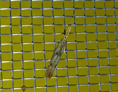 Coleophora squalorella
