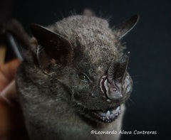 Artibeus obscurus