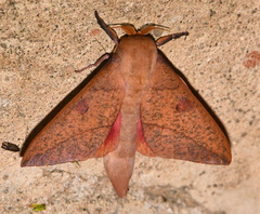 Adeloneivaia subangulata