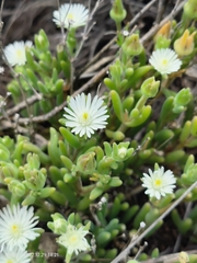 Delosperma