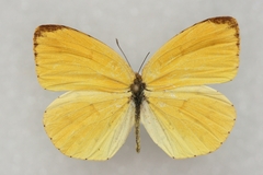Eurema mandarina