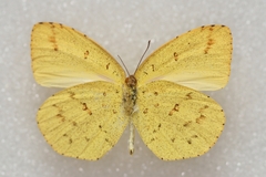 Eurema mandarina