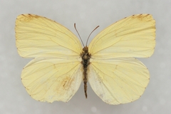 Eurema mandarina