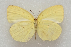 Eurema mandarina