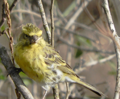 Crithagra dorsostriata